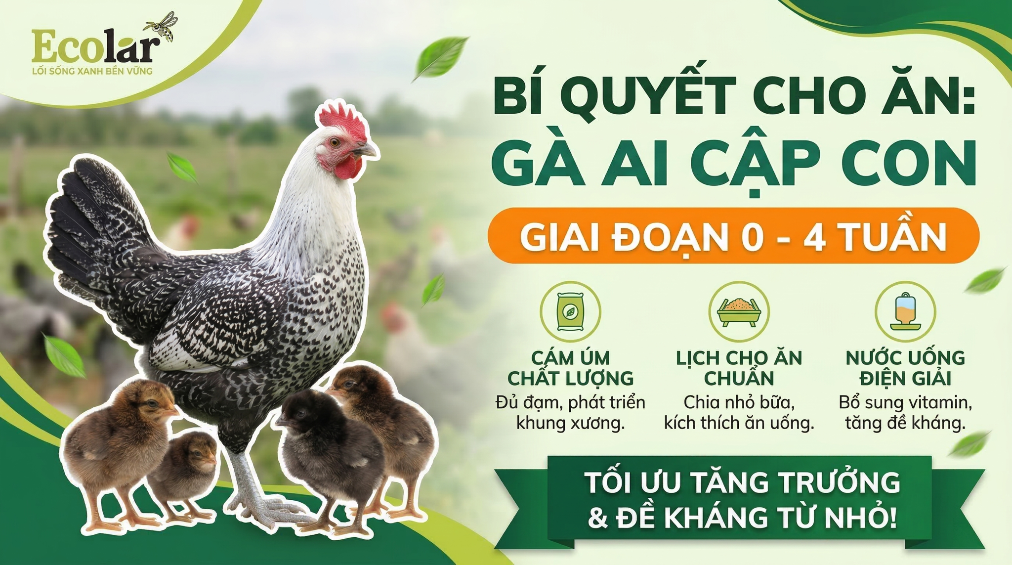 Thức Ăn Cho Gà Ai Cập Con (0-4 Tuần Tuổi): Hướng Dẫn Chi Tiết Cho Người Mới Bắt Đầu