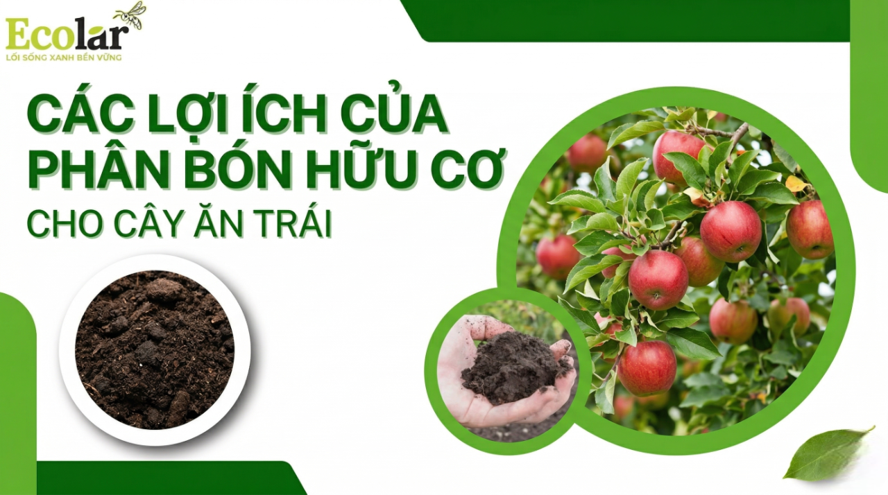 Lợi ích của phân bón hữu cơ cho cây ăn trái: 8 lợi ích thực tế và cách tận dụng để tăng năng suất, chất lượng quả