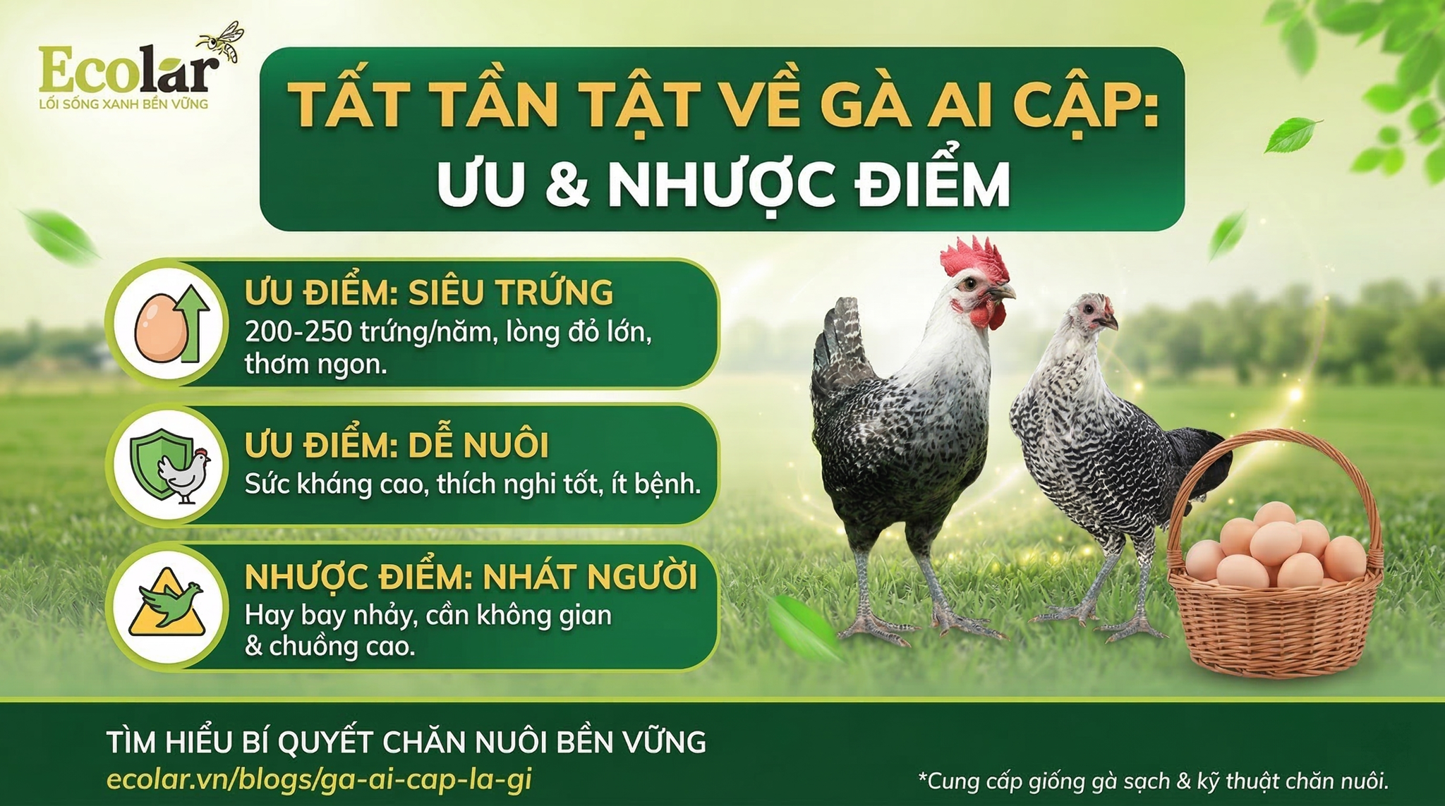 Ưu Điểm và Nhược Điểm của Gà Ai Cập: Lợi Ích, Hạn Chế và Lời Khuyên Thực Tiễn