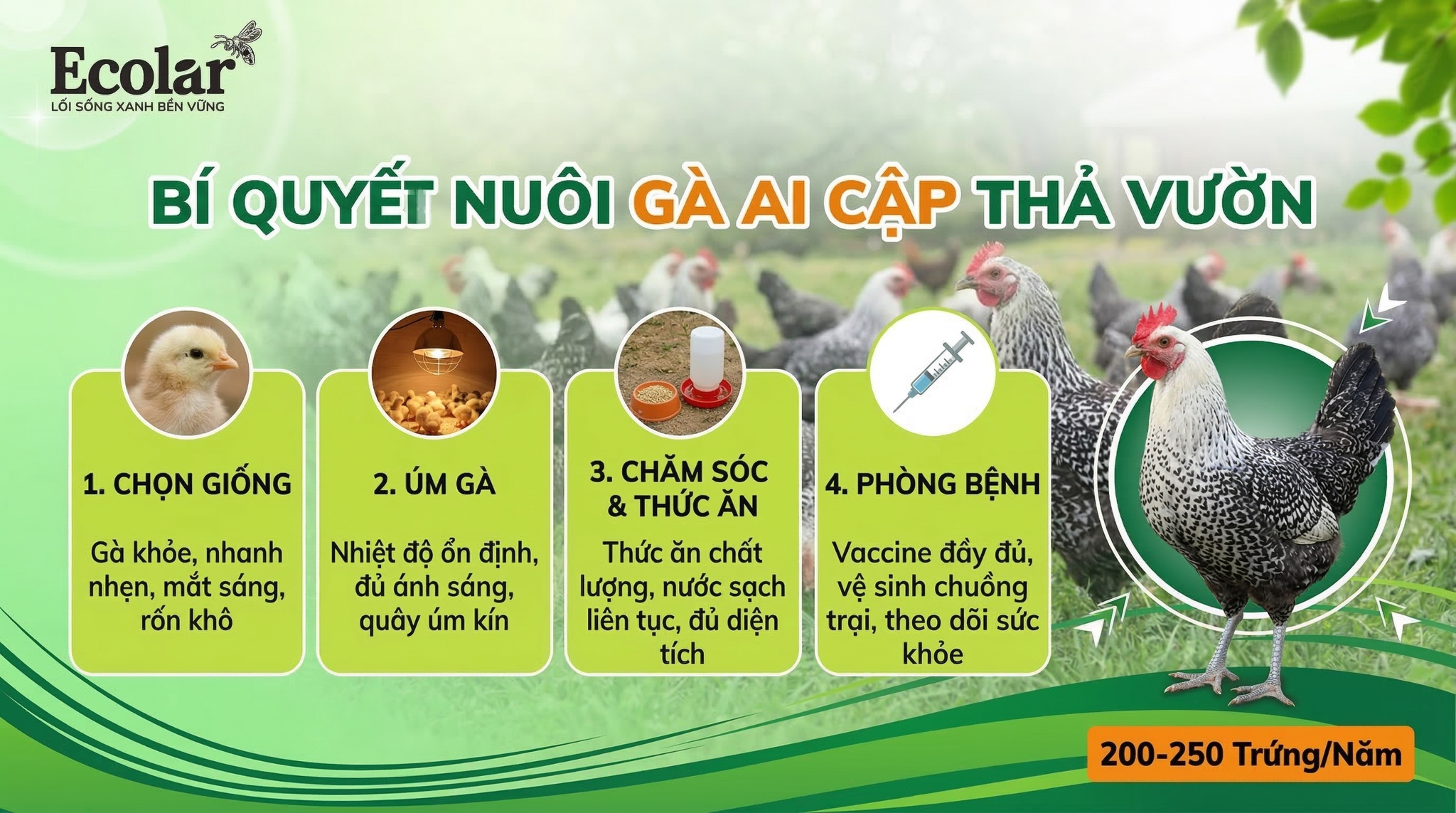 Kỹ Thuật Nuôi Gà Ai Cập Từ A–Z — Hướng Dẫn Chiến Lược Thực Thi Cho Người Nuôi