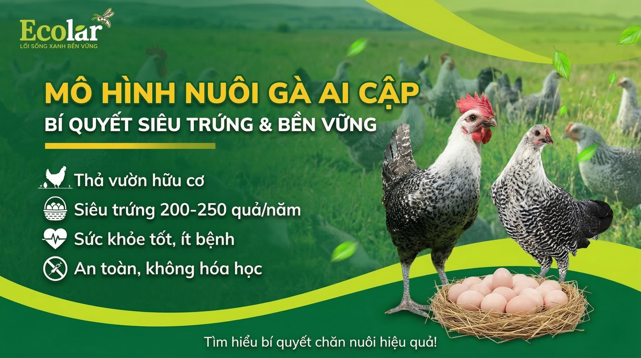 Gà Ai Cập Phù Hợp Nuôi Theo Mô Hình Nào? Hướng Dẫn Chọn & Triển Khai Thực tế
