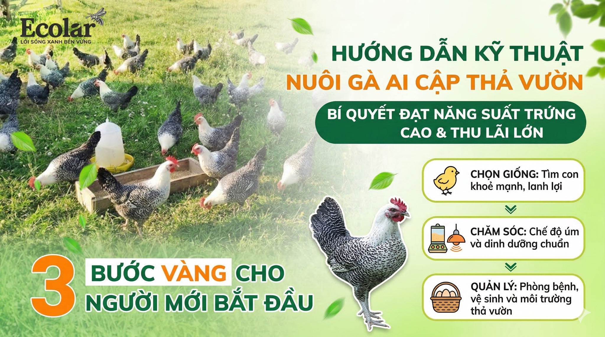 Kỹ Thuật Nuôi Gà Ai Cập Thả Vườn – Hướng Dẫn Thực Tiễn Cho Nuôi Thả Tự Nhiên