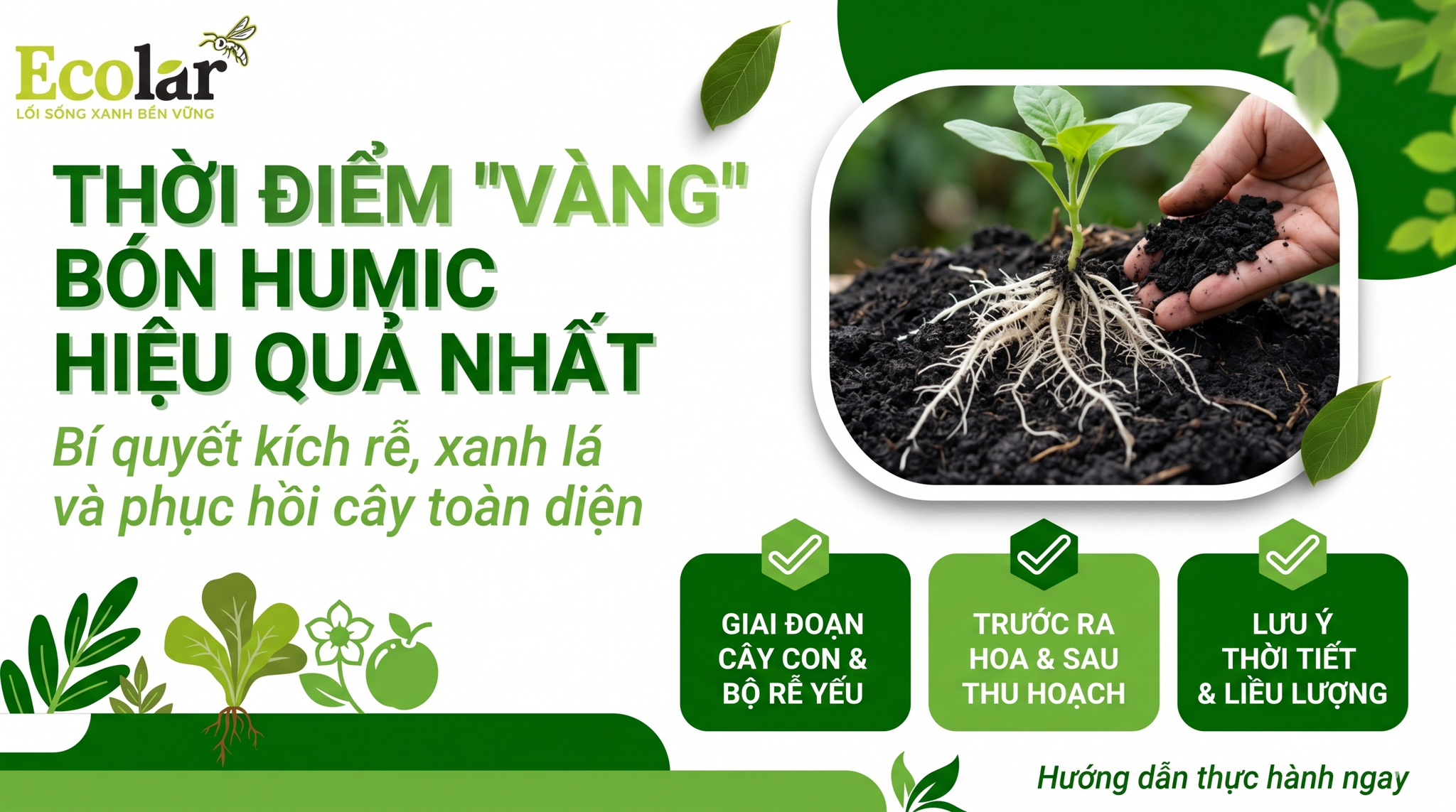 Thời điểm bón humic hiệu quả nhất: Hướng dẫn thực tế theo giai đoạn sinh trưởng và điều kiện đồng ruộng