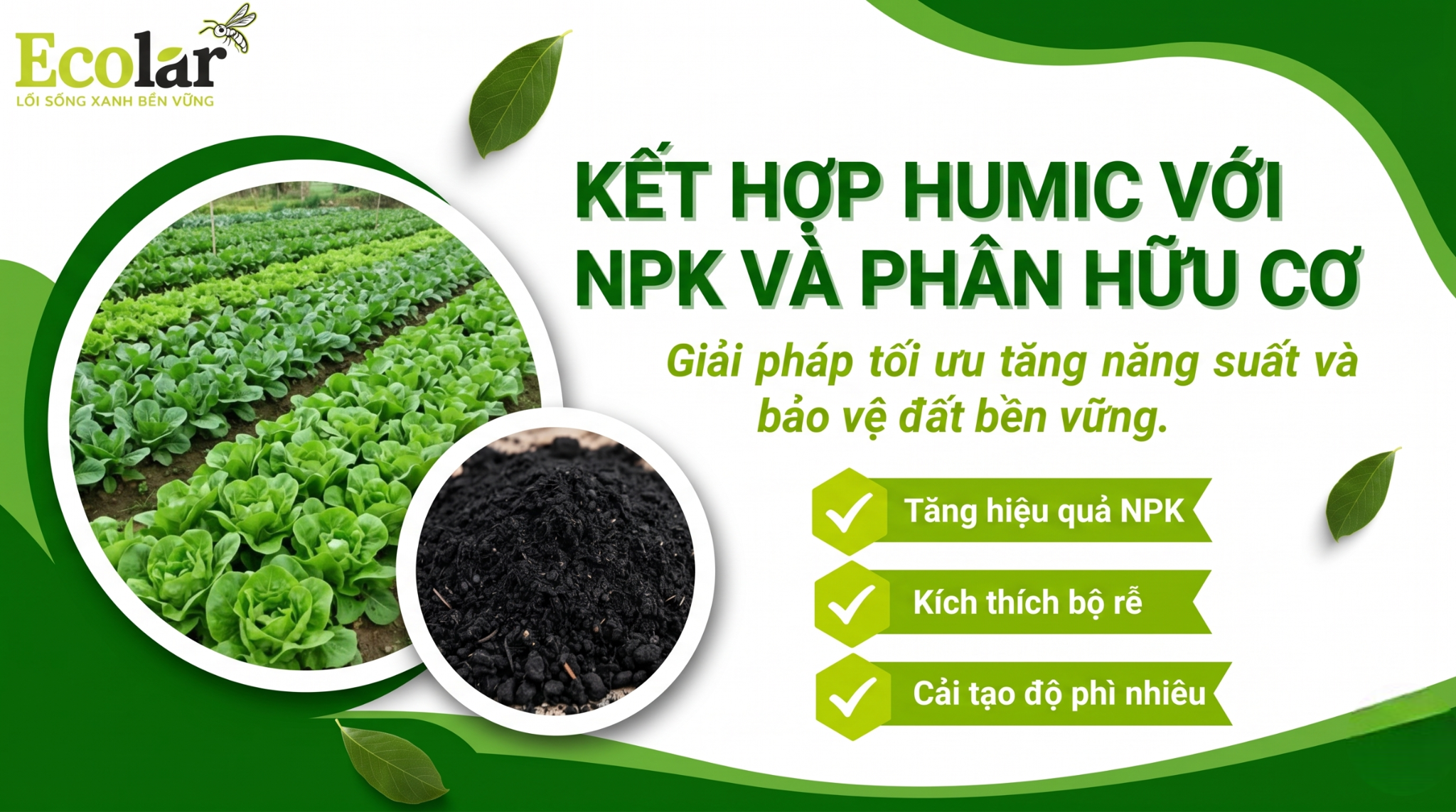 Kết hợp humic với NPK và phân hữu cơ để tối ưu hiệu quả: Quy trình, liều lượng và lịch bón thực tiễn