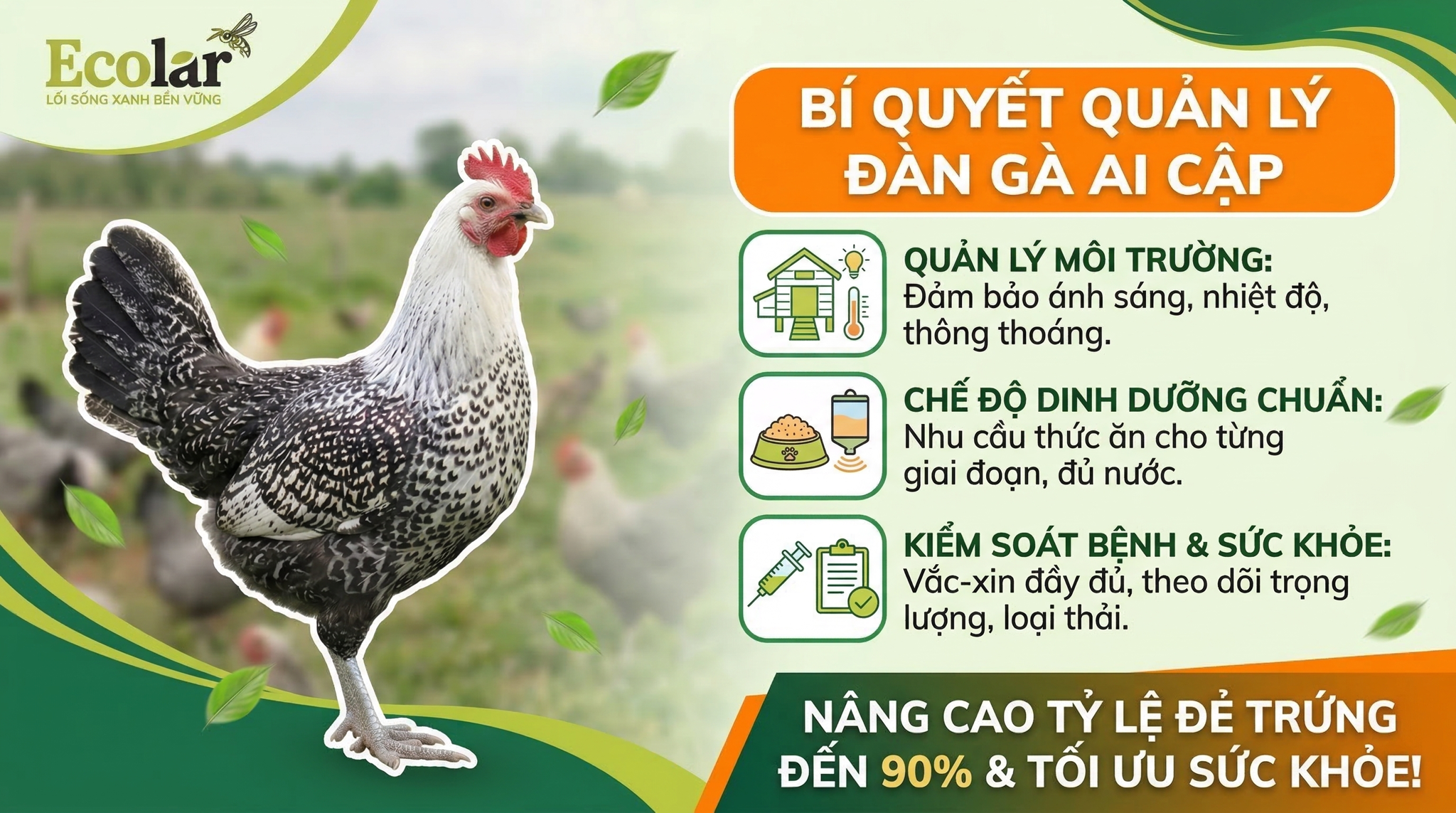 Lịch Chăm Sóc Gà Ai Cập Và Quy Trình Chuẩn Theo Tháng (Mẫu 12 Tháng, Dễ Áp Dụng)