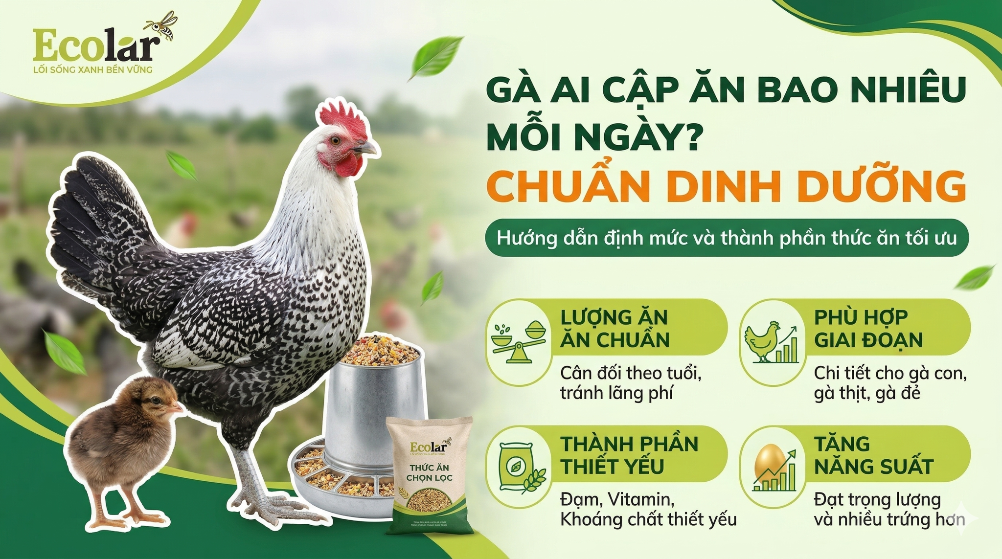 Gà Ai Cập Ăn Bao Nhiêu Mỗi Ngày? (Số Liệu Chi Tiết Theo Từng Giai Đoạn)