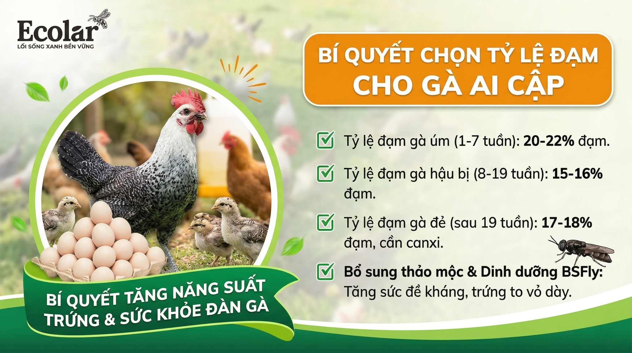 Tỷ Lệ Đạm Trong Thức Ăn Cho Gà Ai Cập: Con Số Chính Xác Cho Từng Giai Đoạn