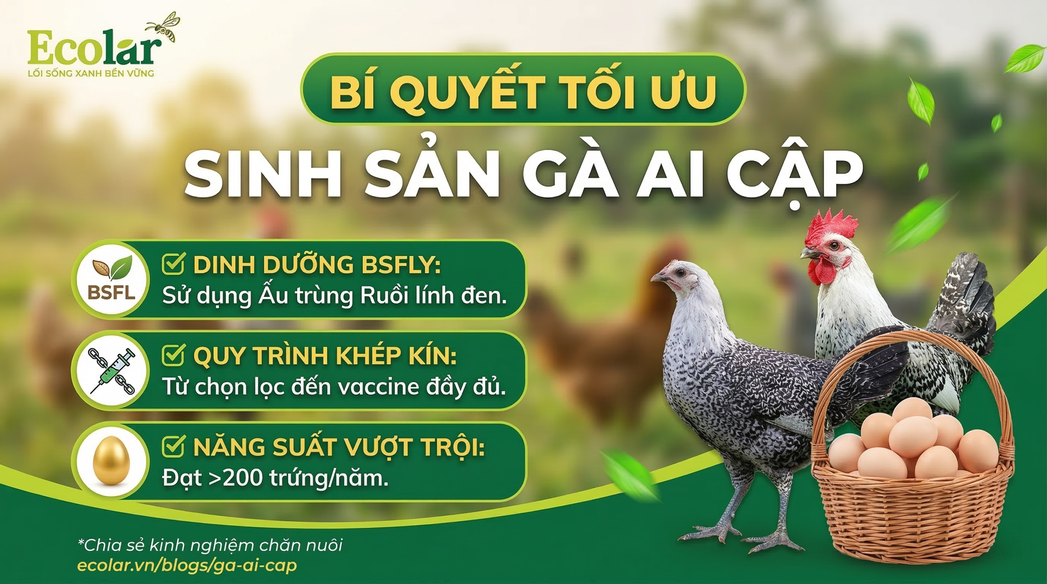 Khả Năng Sinh Sản Và Năng Suất Trứng Gà Ai Cập — Hướng dẫn thực thi để tối ưu hóa tỷ lệ thụ tinh và năng suất trứng
