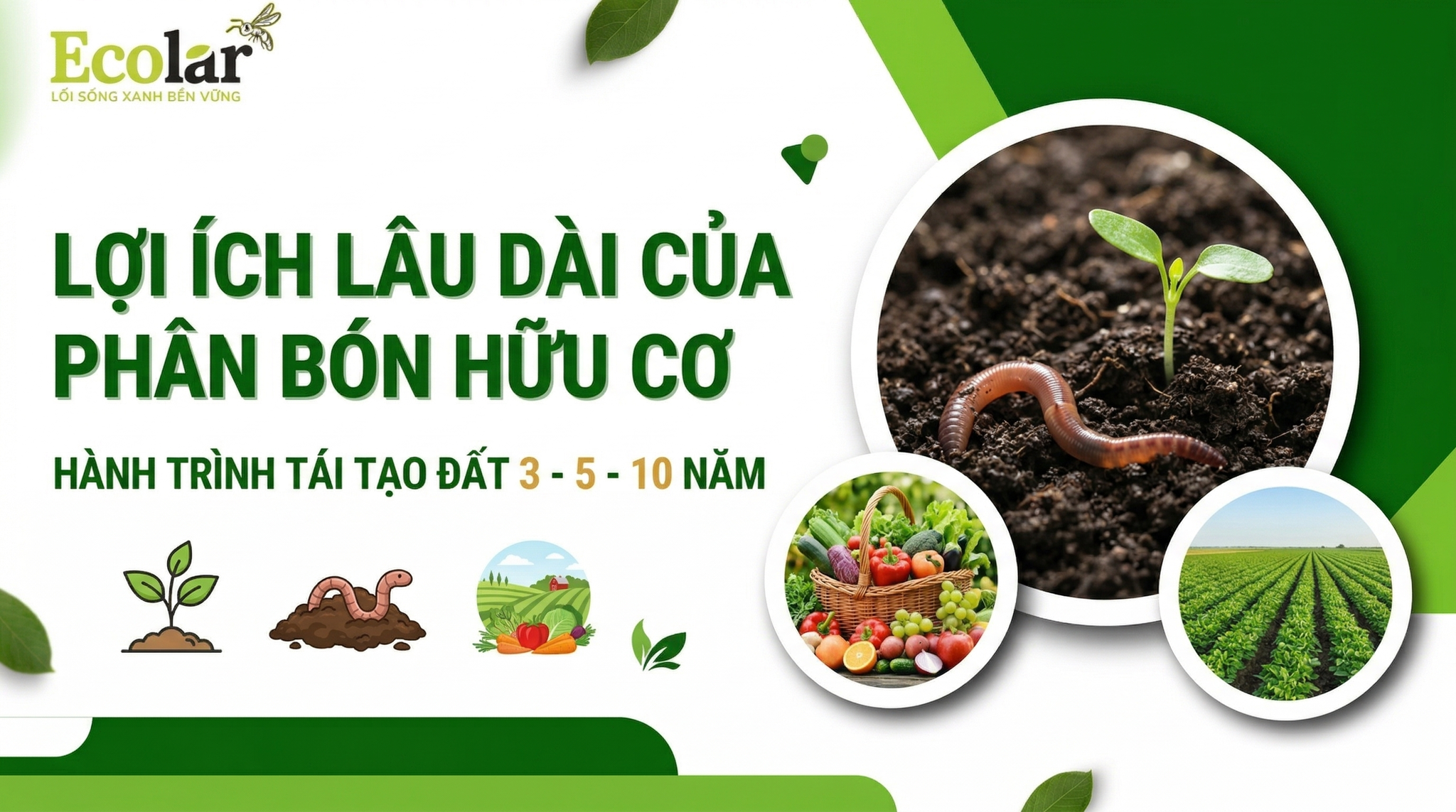 Lợi ích lâu dài của phân bón hữu cơ trong nông nghiệp bền vững: kỳ vọng 3–5–10 năm, phục hồi đất, giảm chi phí và giá trị ESG