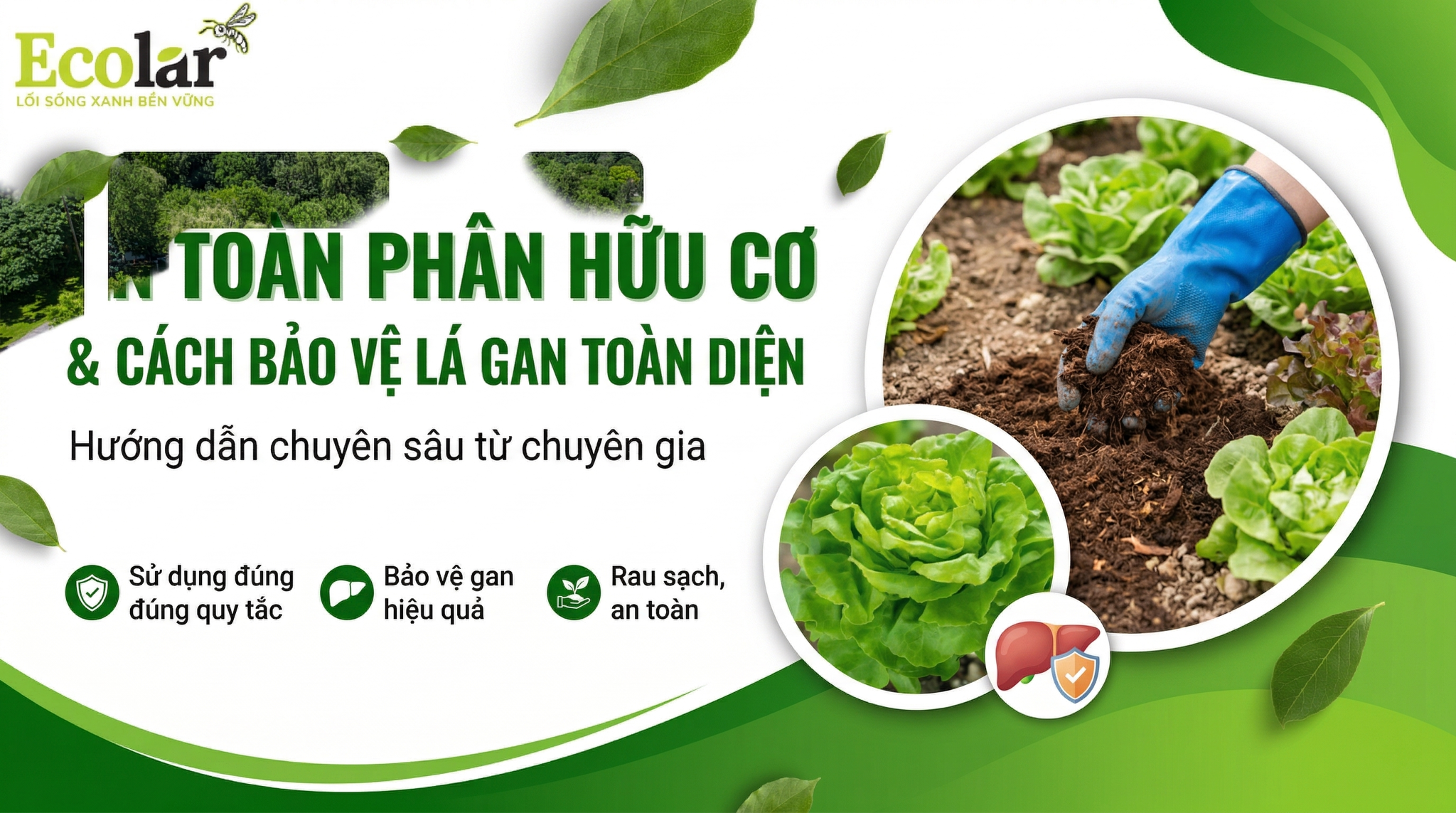 Hướng dẫn toàn diện về tính an toàn của phân hữu cơ và cách bảo vệ gan thận hiệu quả