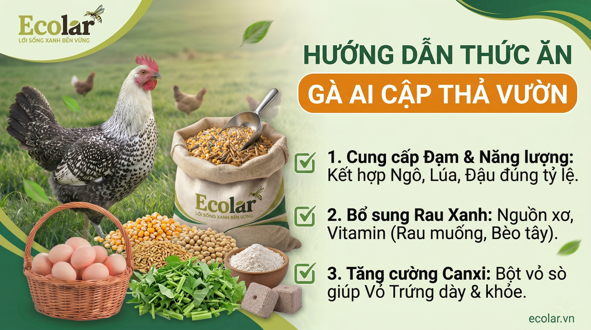 Thức Ăn Cho Gà Ai Cập Thả Vườn: Bí Quyết Tối Ưu Dinh Dưỡng & Tăng Năng Suất
