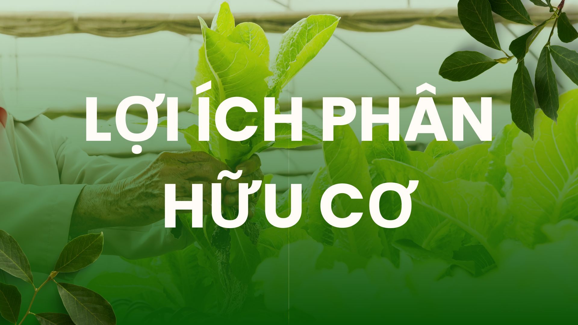 Lợi ích của phân bón hữu cơ đối với đất: Cải tạo cấu trúc, giữ nước và độ phì bền vững