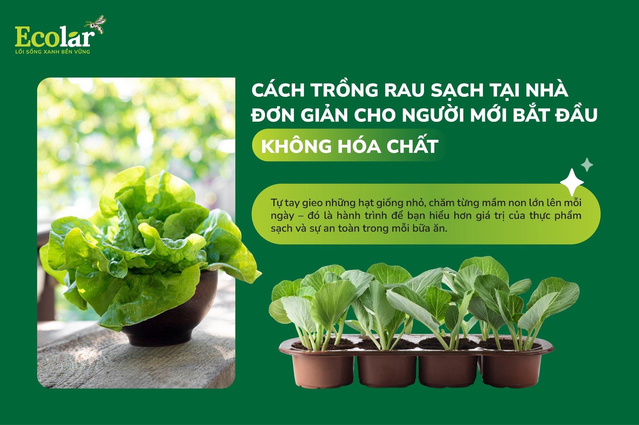 Cách Trồng Rau Sạch Tại Nhà Đơn Giản Cho Người Mới Bắt Đầu - Không Hóa Chất