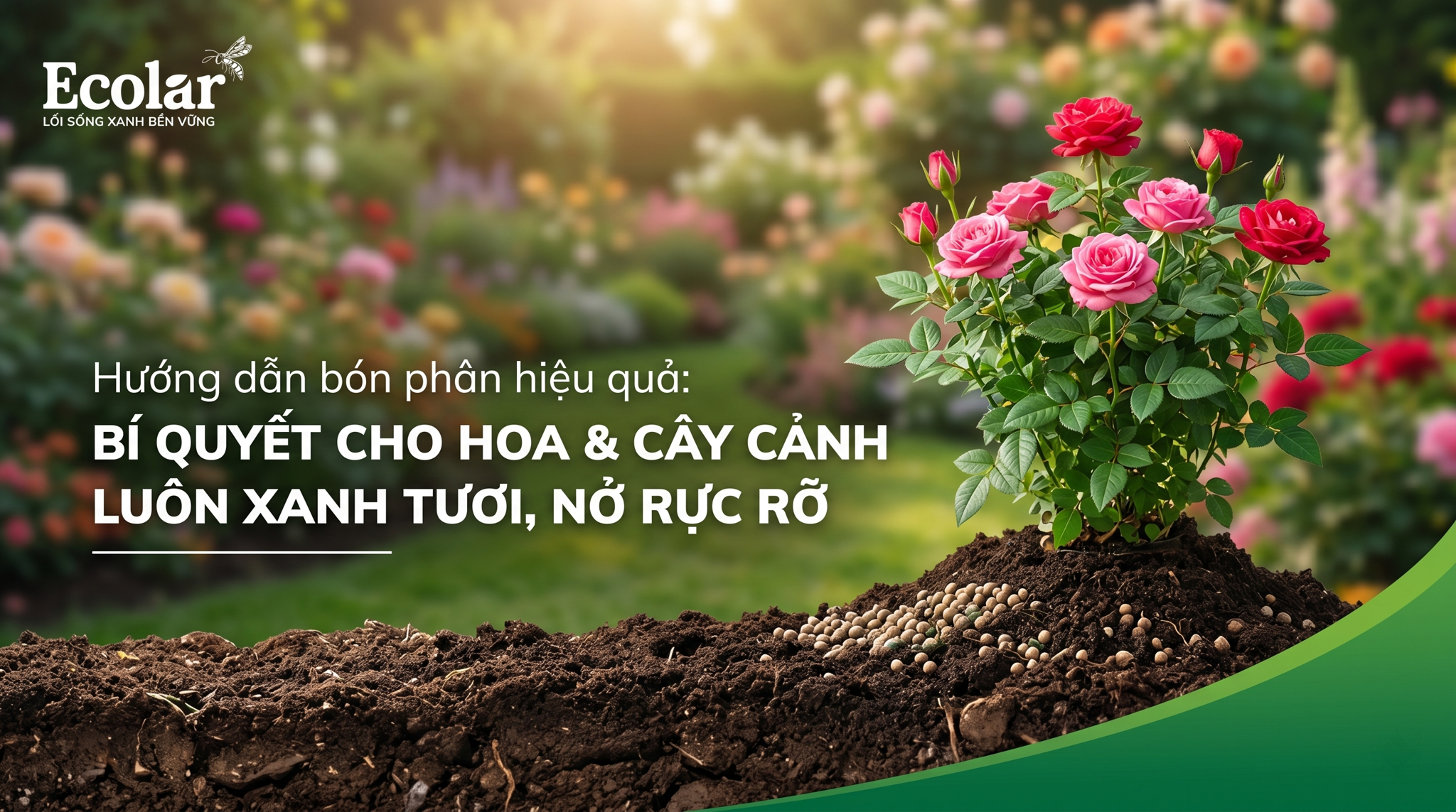 Cách sử dụng phân hữu cơ cho hoa và cây cảnh: Hướng dẫn thực tế, an toàn và dễ áp dụng