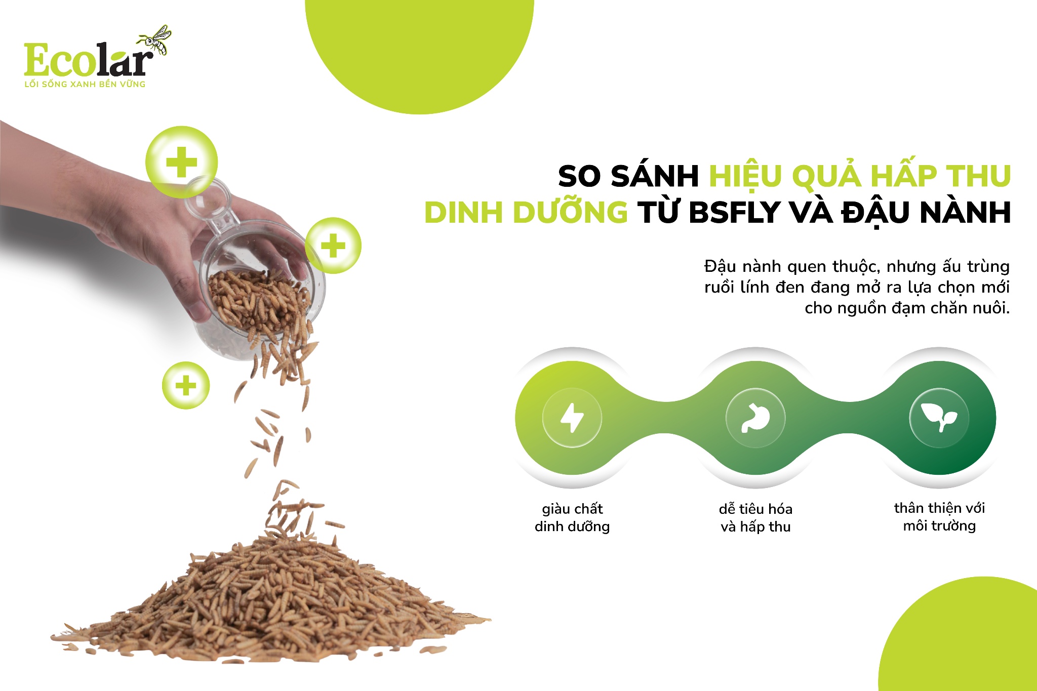 So Sánh Hiệu Quả Hấp Thu Dinh Dưỡng Từ BSFly Và Đậu Nành