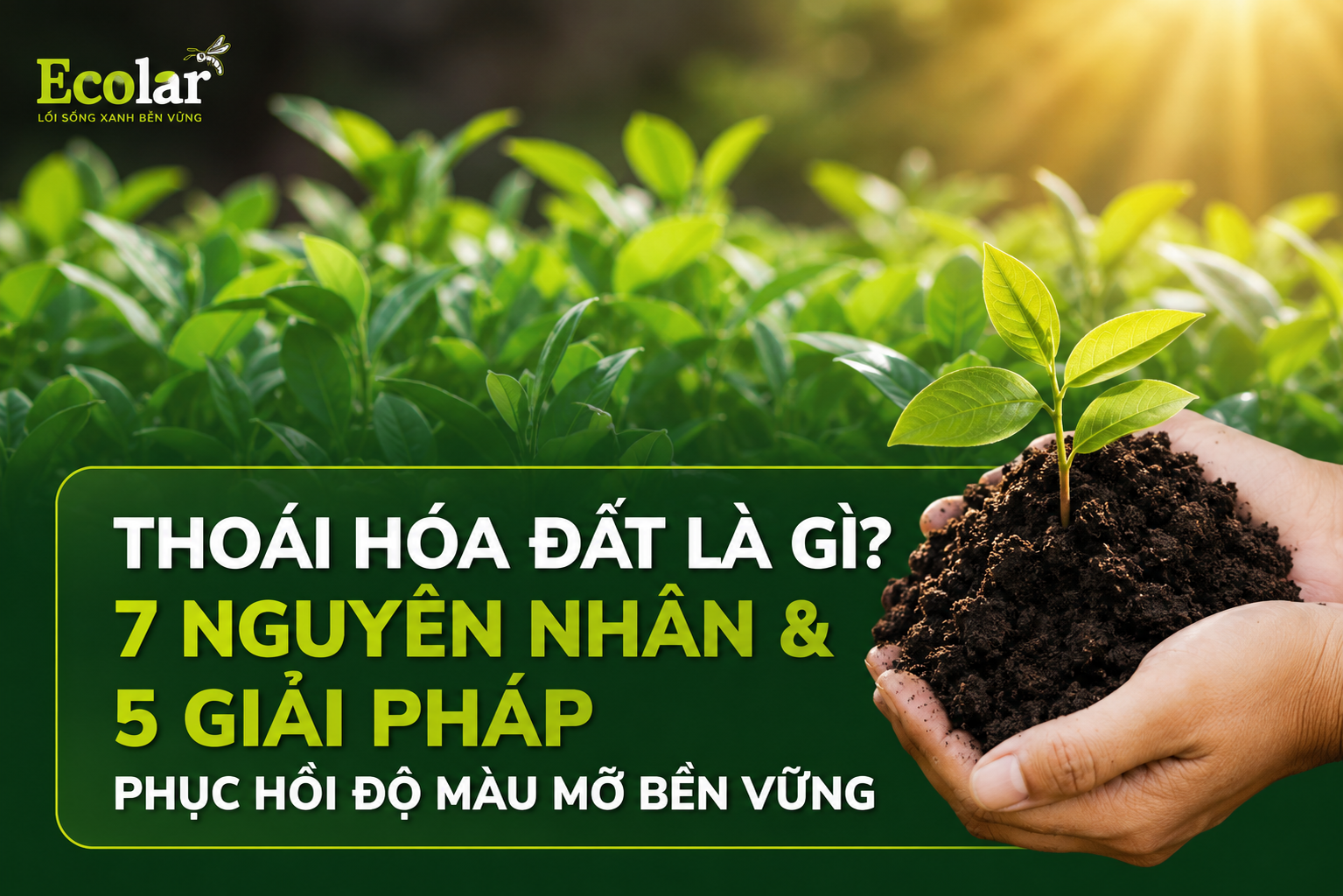 Thoái Hóa Đất Là Gì? 7 Nguyên Nhân & 5 Giải Pháp Phục Hồi Độ Màu Mỡ Bền Vững