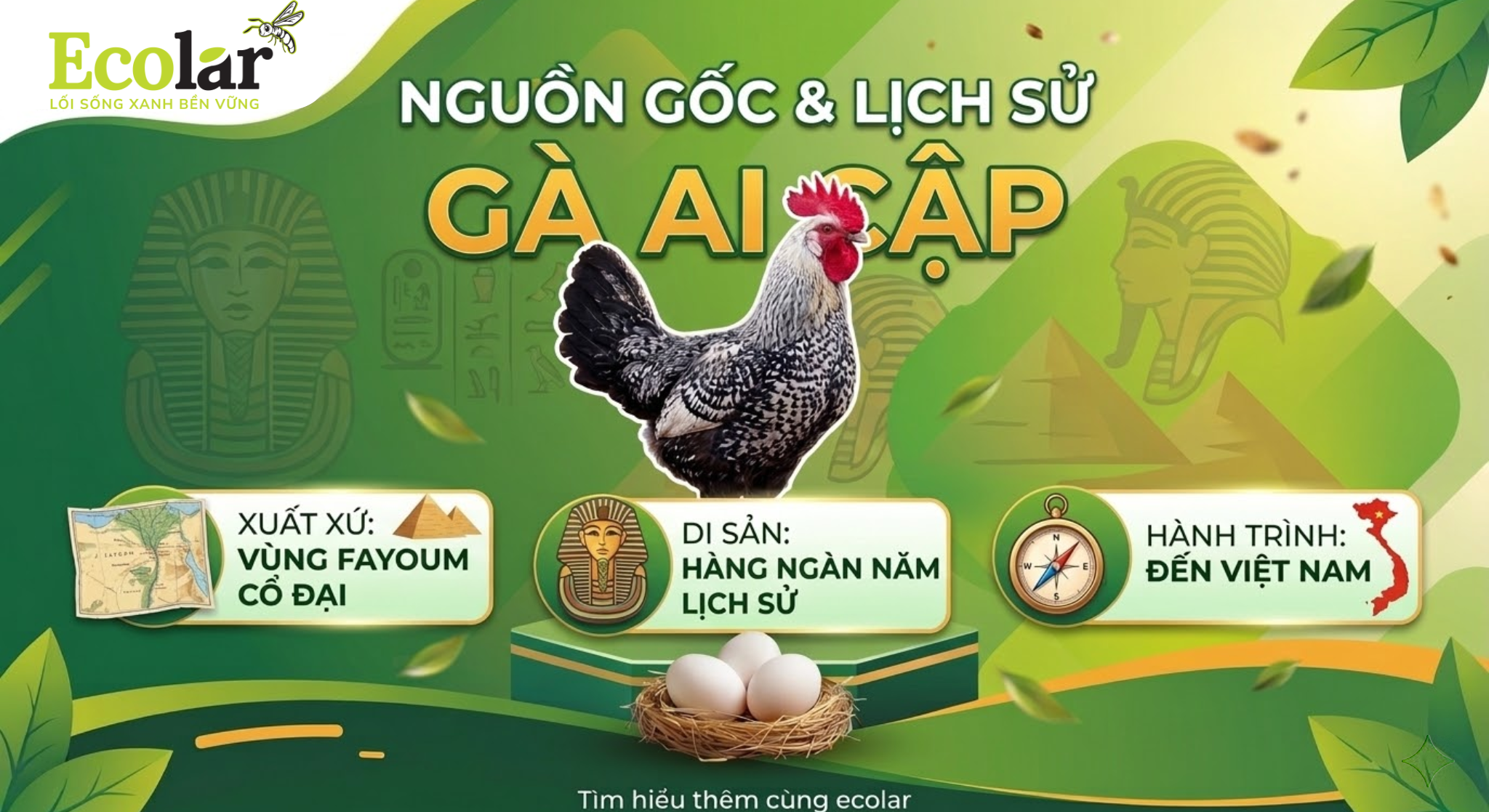 Nguồn Gốc, Lịch Sử và Quá Trình Du Nhập Gà Ai Cập — Bản đồ bằng chứng và lộ trình du nhập