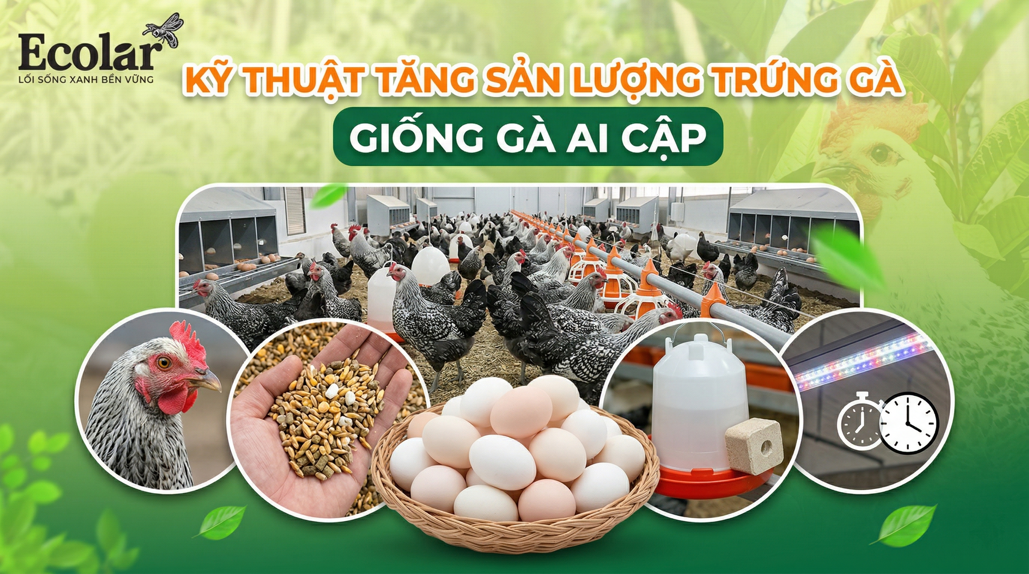 Kỹ Thuật Nuôi Gà Ai Cập Đẻ Sai: 9 Chiến Lược Thực Tiễn Tăng Sản Lượng Trứng