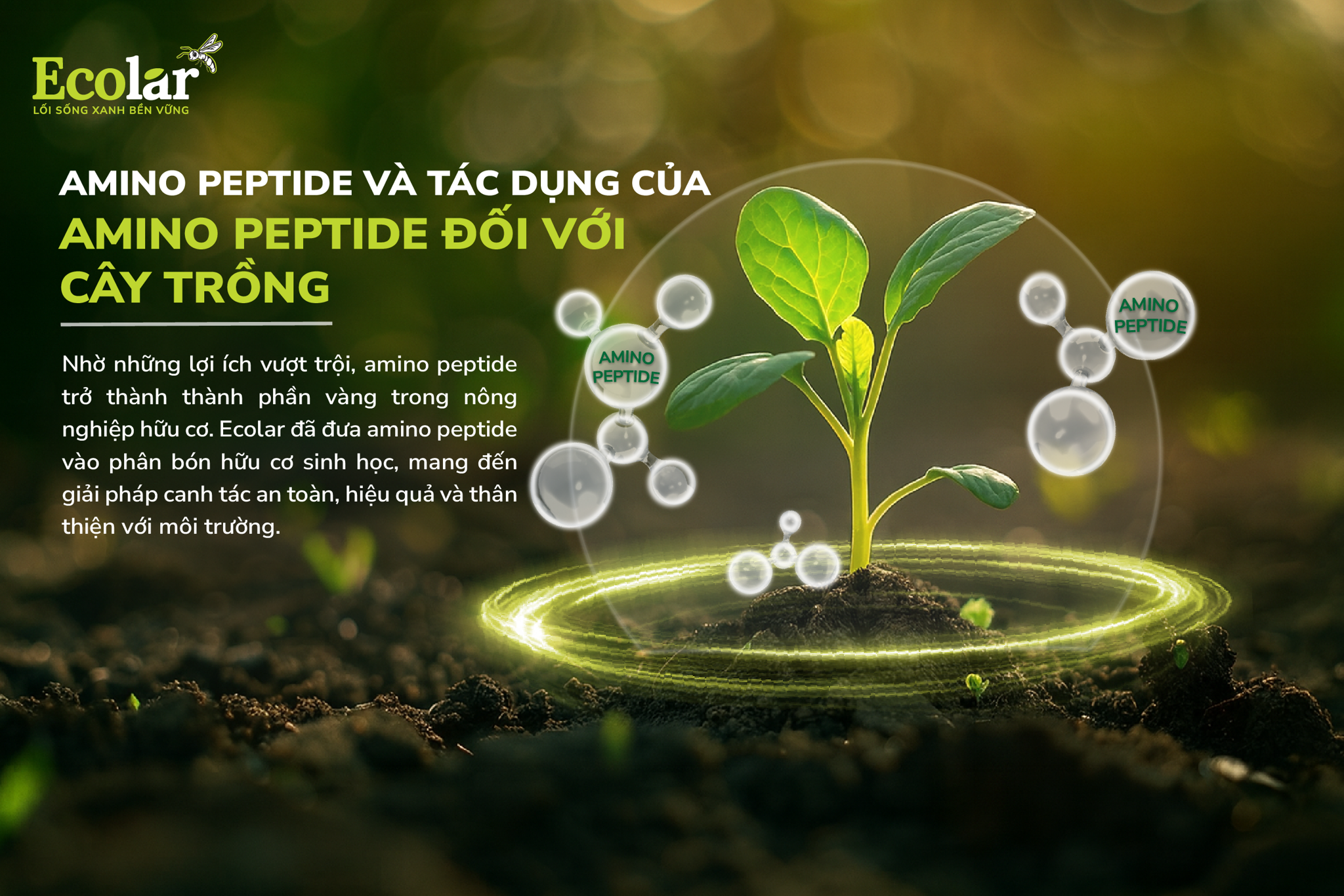 Amino Peptide Và Tác Dụng Của Amino Peptide Đối Với Cây Trồng