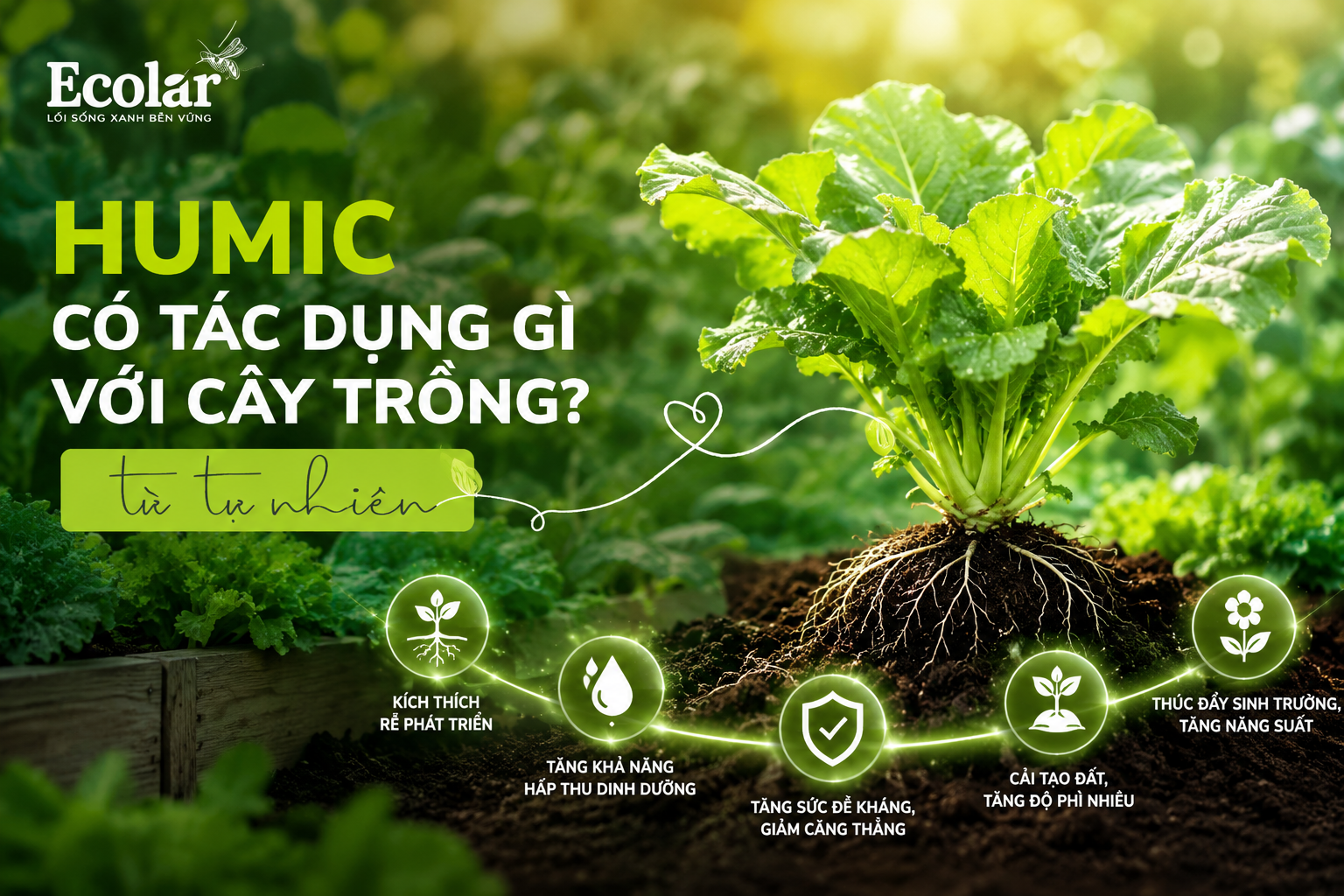 Humic Có Tác Dụng Gì Với Cây Trồng?