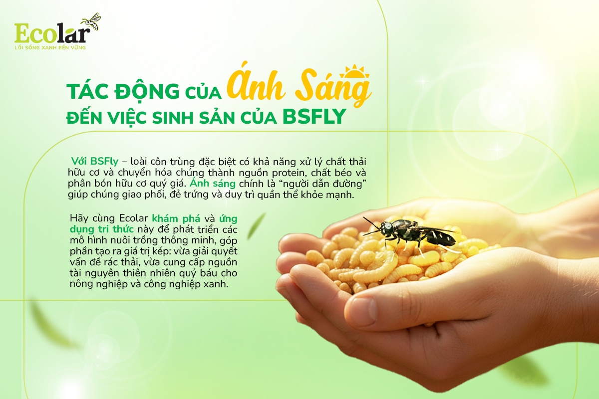 Tác Động Của Ánh Sáng Đến Việc Giao Phối Và Đẻ Trứng Của BSFly