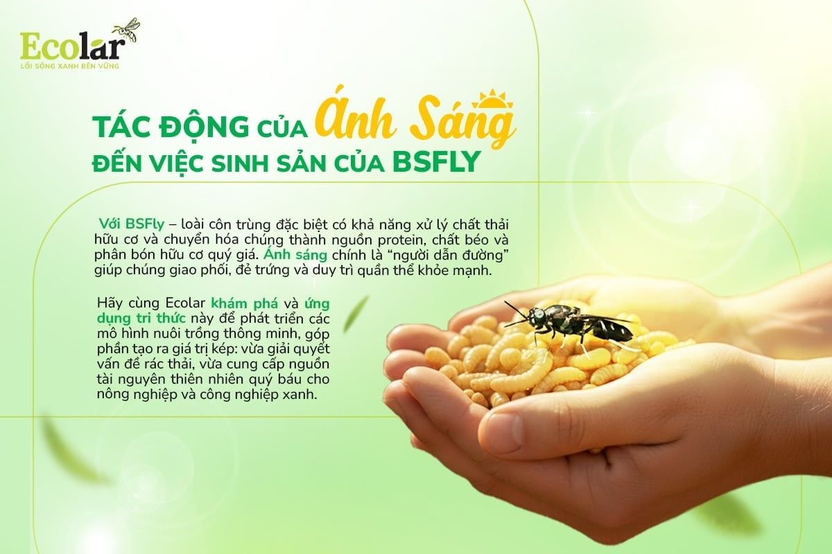 Tác Động Của Ánh Sáng Đến Việc Giao Phối Và Đẻ Trứng Của BSFly