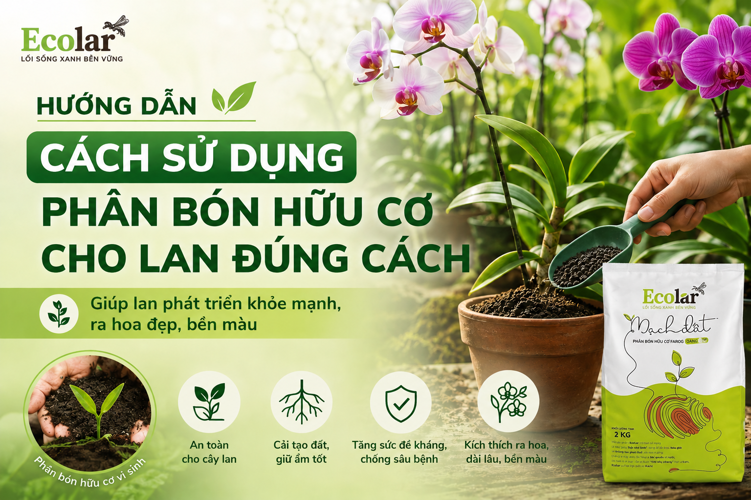 Hướng Dẫn Bón Phân Hữu Cơ Cho Lan: Bí Quyết Cho Rễ Khỏe, Hoa Bền Đẹp