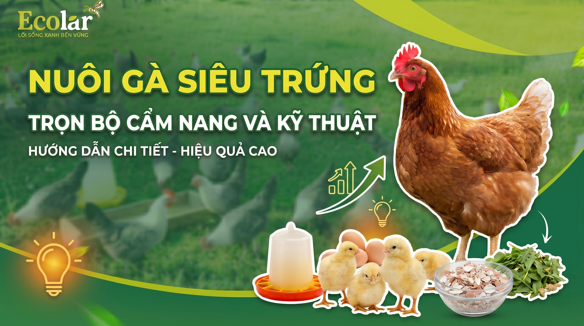 Hướng Dẫn Nuôi Gà Siêu Trứng Từ 1 Ngày Tuổi Đến Khi Bắt Đầu Đẻ