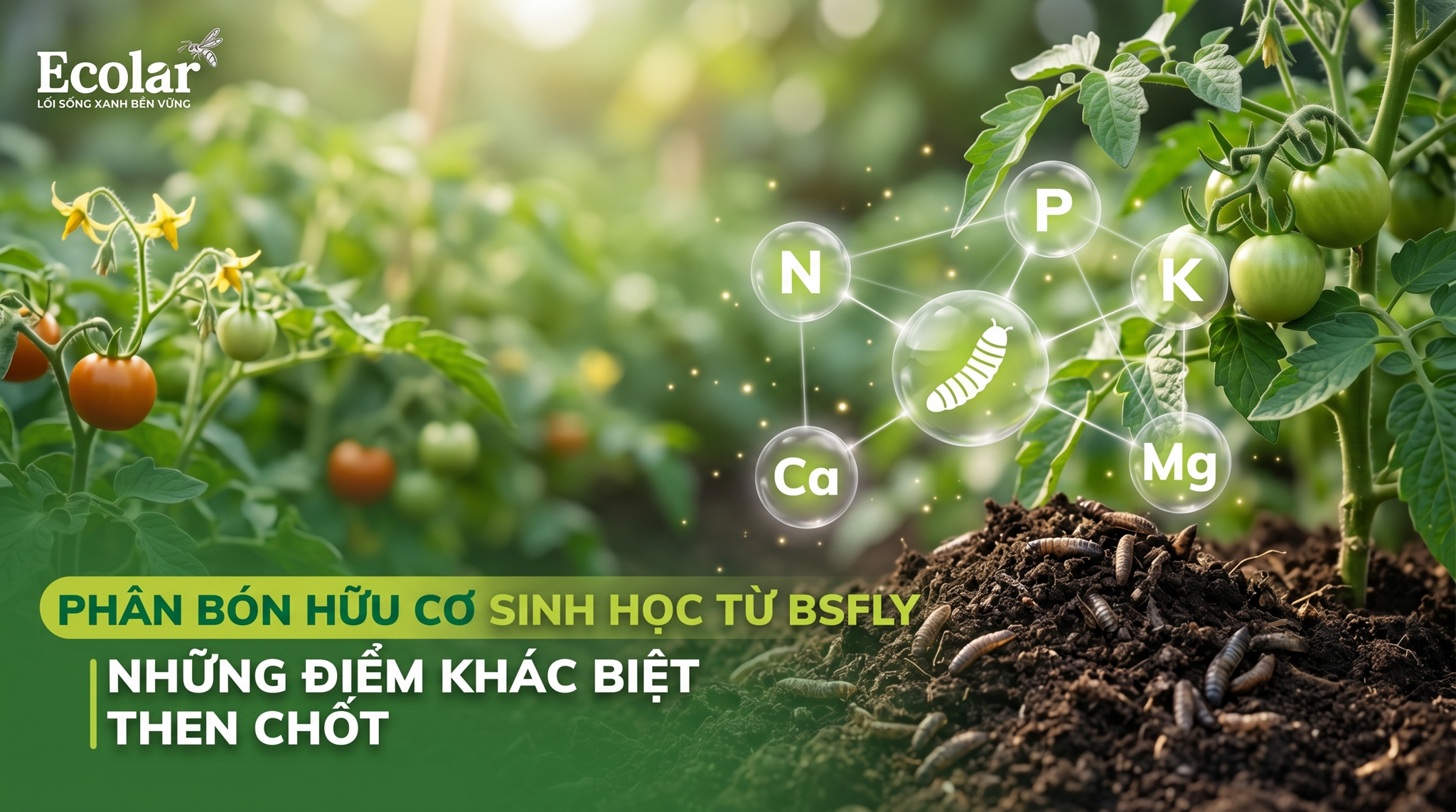 Phân bón hữu cơ sinh học từ ruồi lính đen (BSFly) — Những điểm khác biệt then chốt so với nguồn phân khác