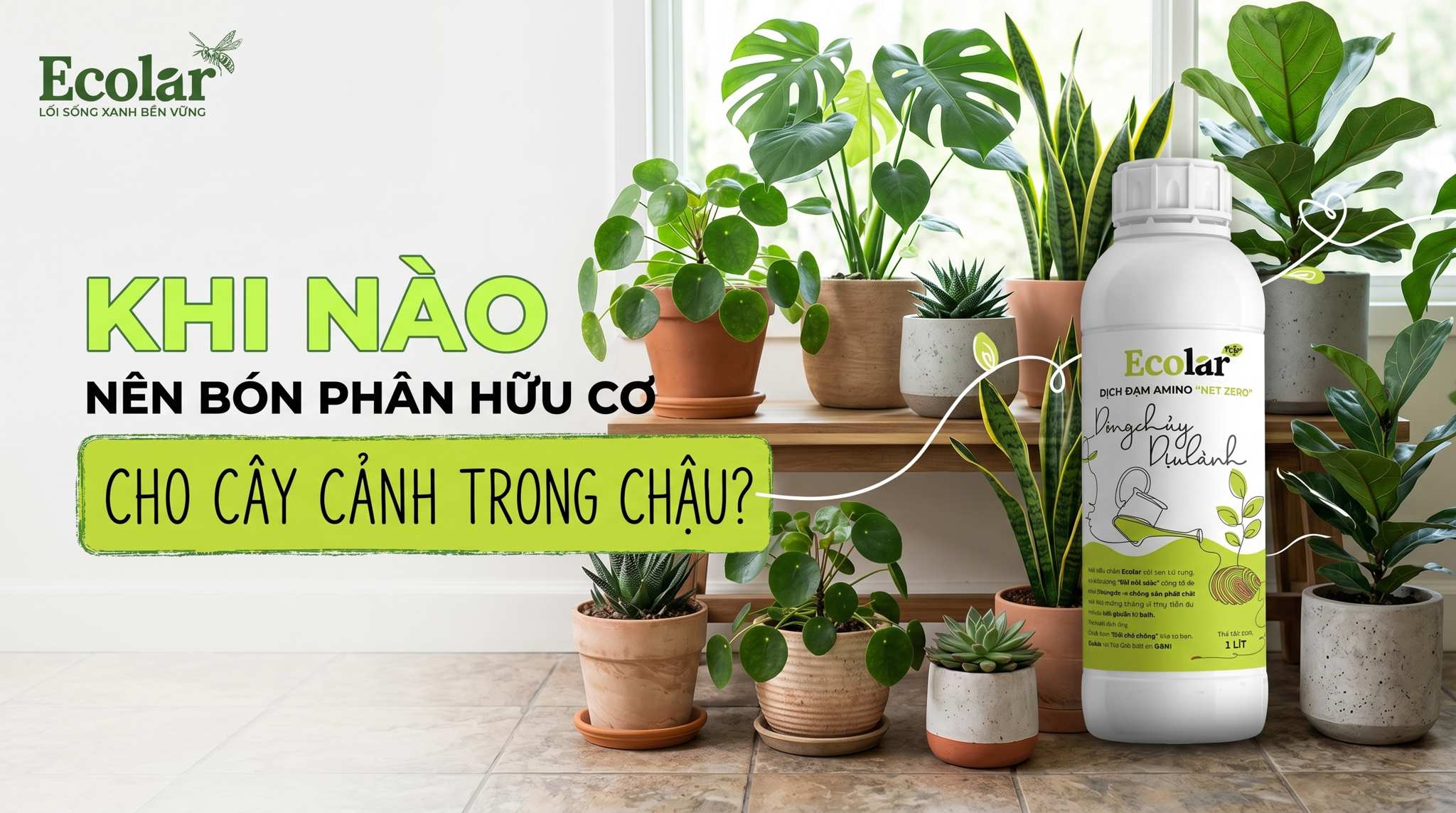 Khi Nào Nên Bón Phân Hữu Cơ Cho Cây Cảnh Trong Chậu?