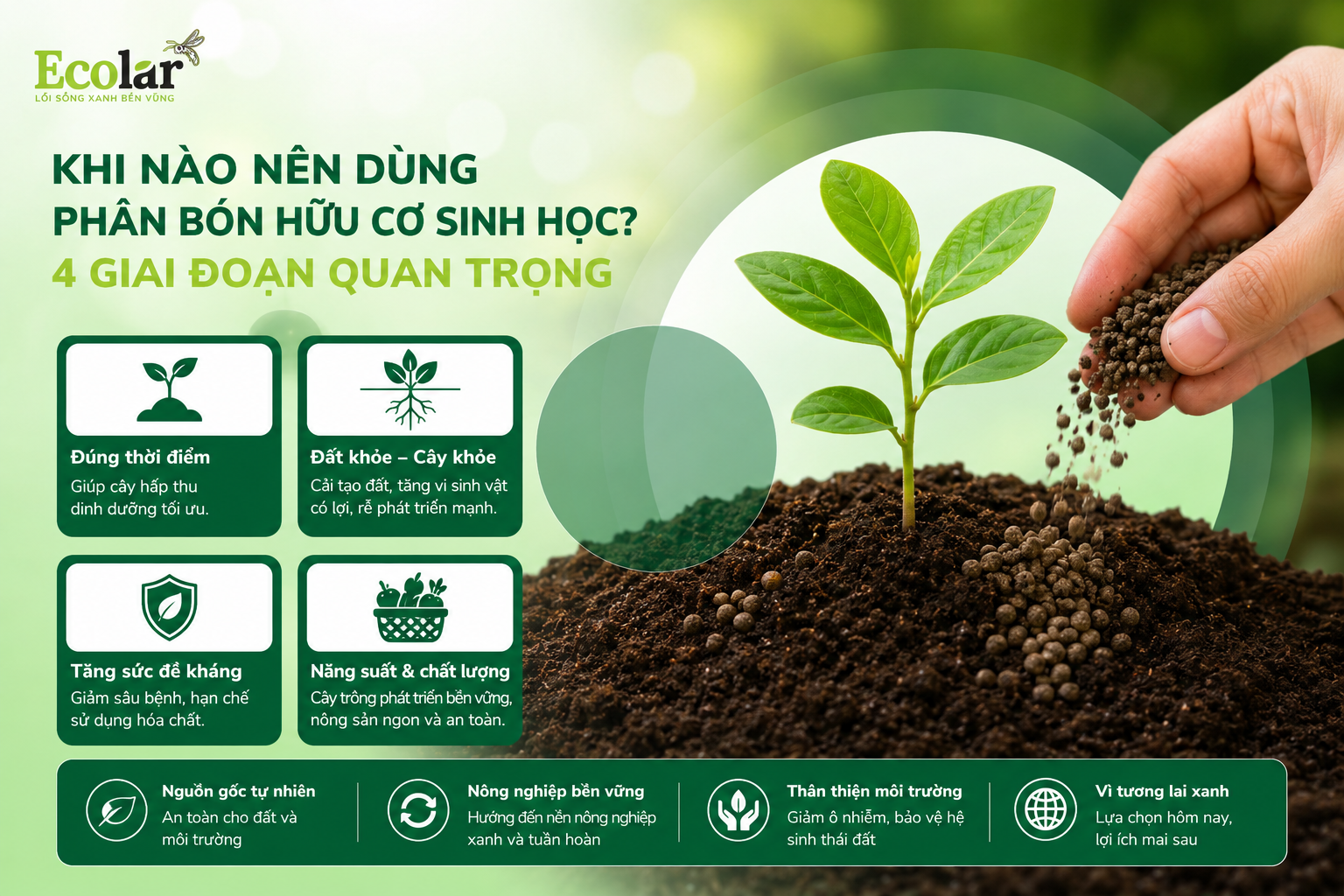 Khi Nào Nên Dùng Phân Bón Hữu Cơ Sinh Học? 4 Giai Đoạn Quan Trọng