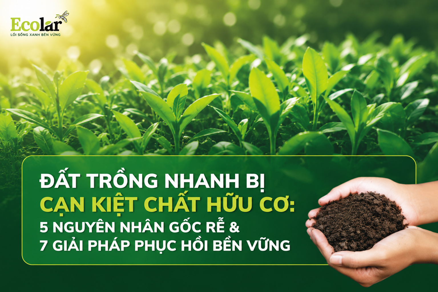 Đất Trồng Nhanh Bị Cạn Kiệt Chất Hữu Cơ: 5 Nguyên Nhân Gốc Rễ & 7 Giải Pháp Phục Hồi Bền Vững