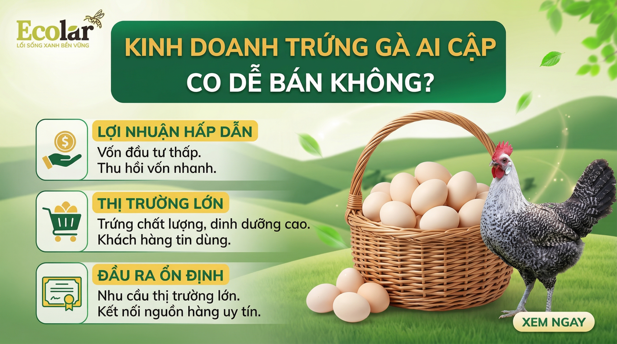Kinh Doanh Trứng Gà Ai Cập Có Dễ Bán Không? Cách Tìm Đầu Ra Hiệu Quả