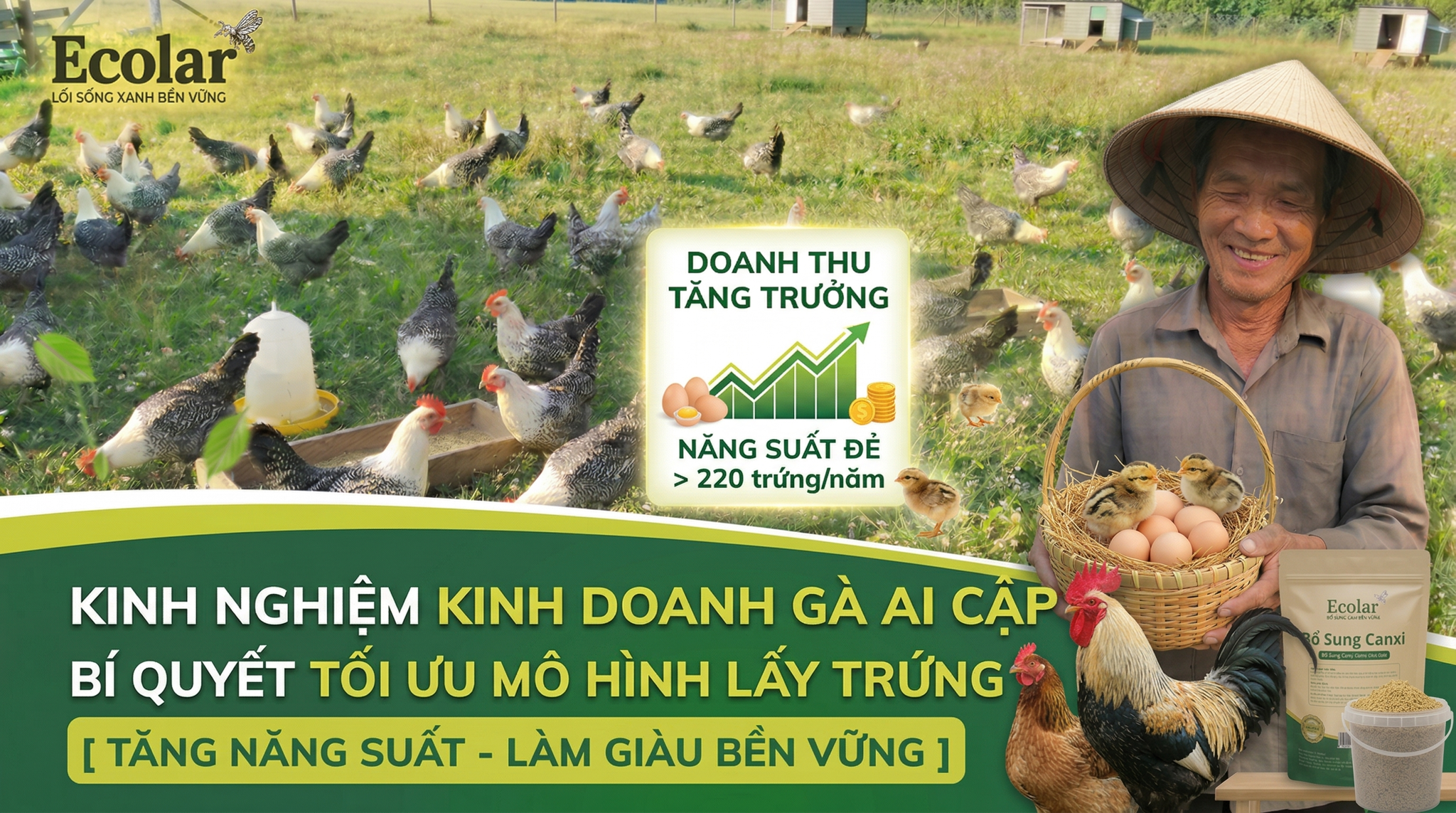 Kinh Nghiệm Kinh Doanh Gà Ai Cập: Mô Hình, Vốn Và Cách Nuôi Có Lời