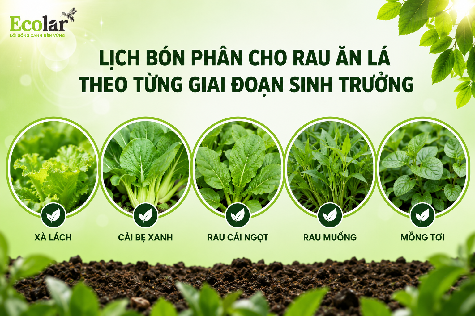 Lịch Bón Phân Cho Rau Ăn Lá Theo Từng Giai Đoạn Sinh Trưởng