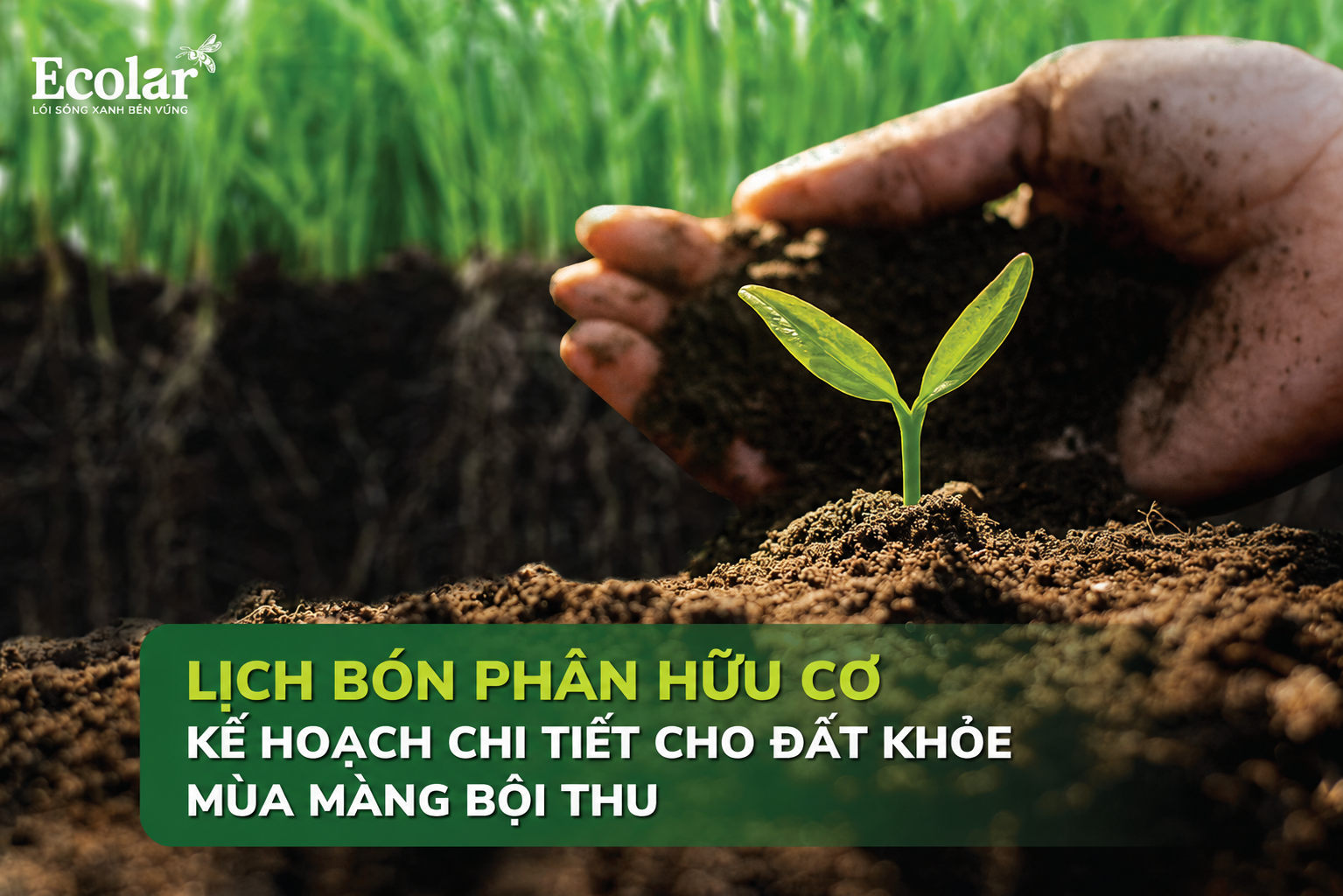 Lịch Cải Tạo Đất Bằng Phân Hữu Cơ: Tần Suất & Thời Điểm Chuẩn