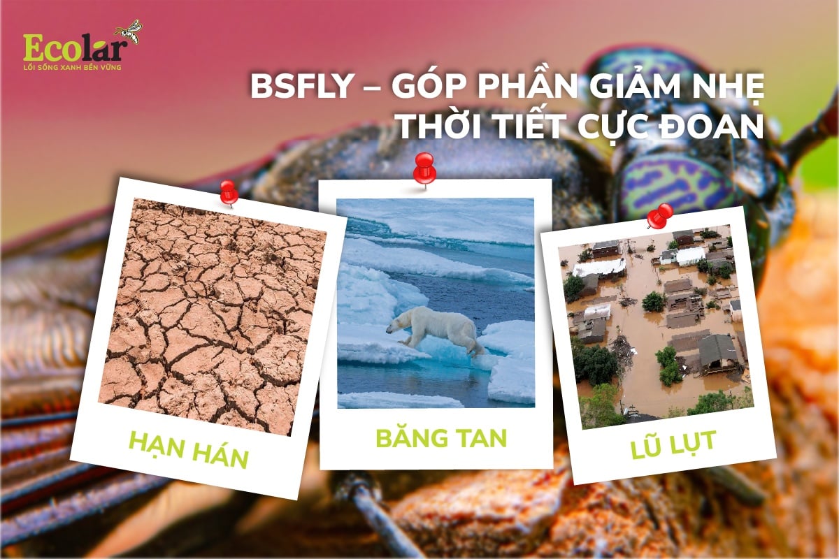BSFly – Góp Phần Giảm Nhẹ Thời Tiết Cực Đoan: Từ Hạn Hán Đến Lũ Lụt, Băng Tan