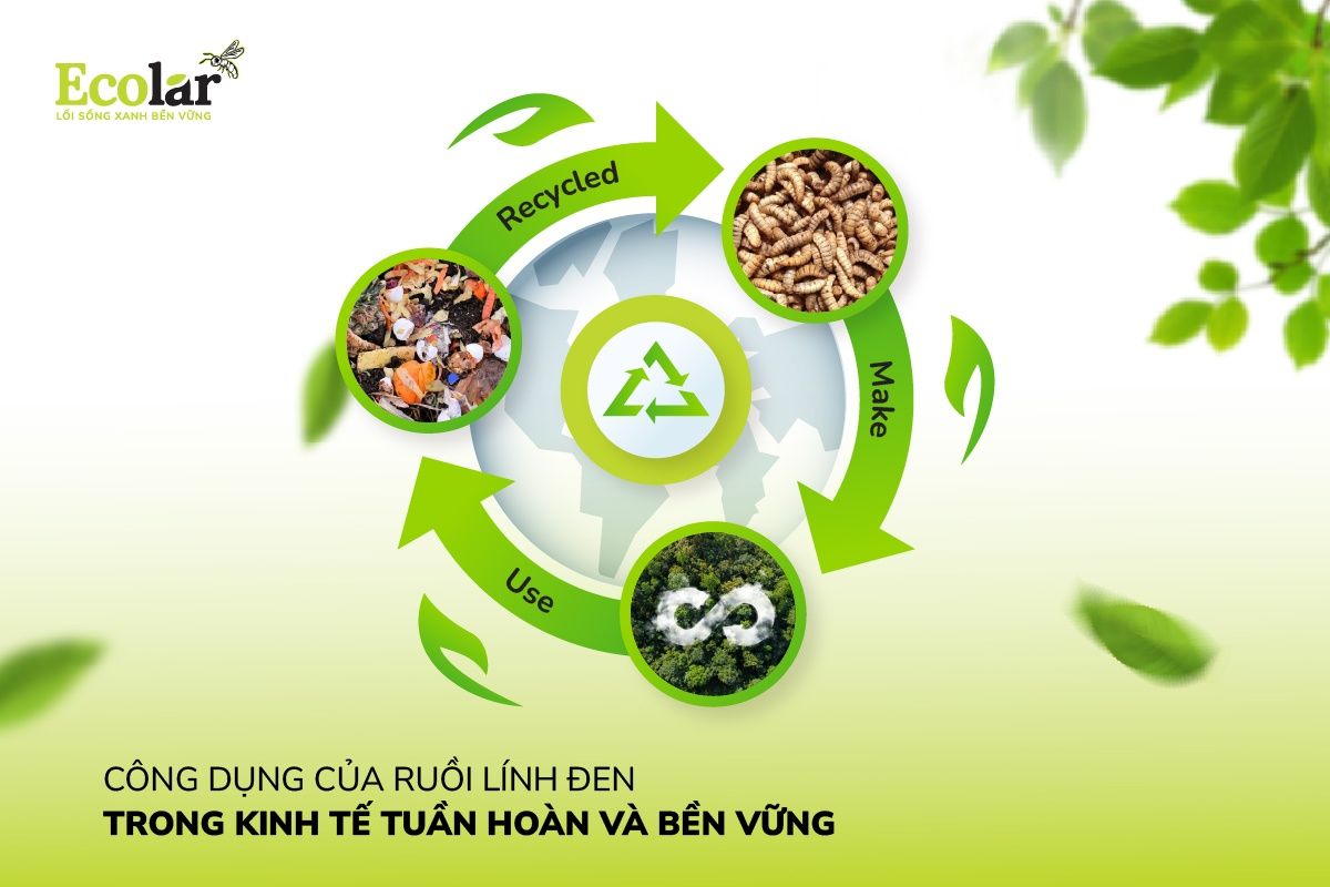 Công Dụng Của Ruồi Lính Đen Trong Kinh Tế Tuần Hoàn Và Bền Vững