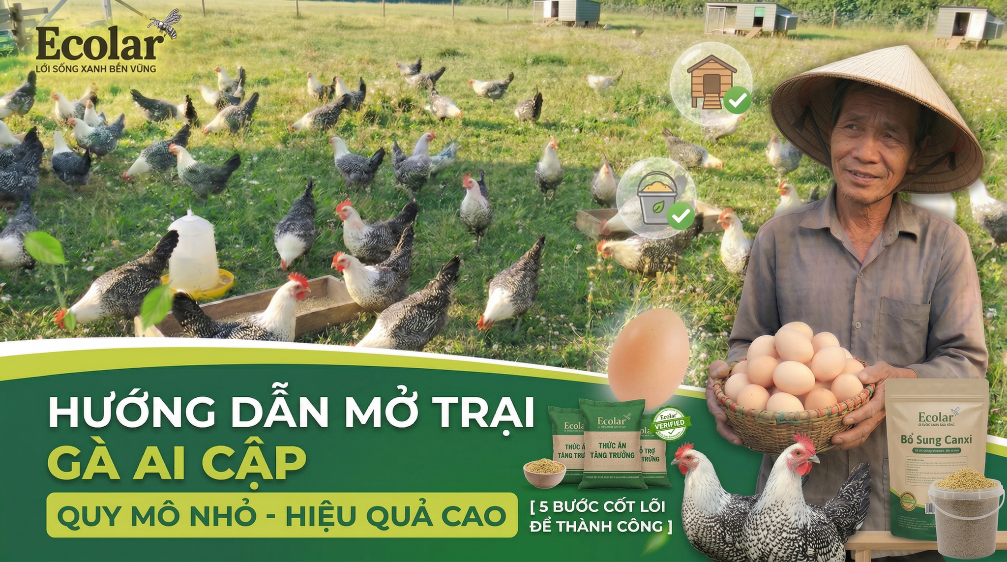Mở Trại Gà Ai Cập Quy Mô Nhỏ: 5 Bước Thiết Lập Cho Người Mới