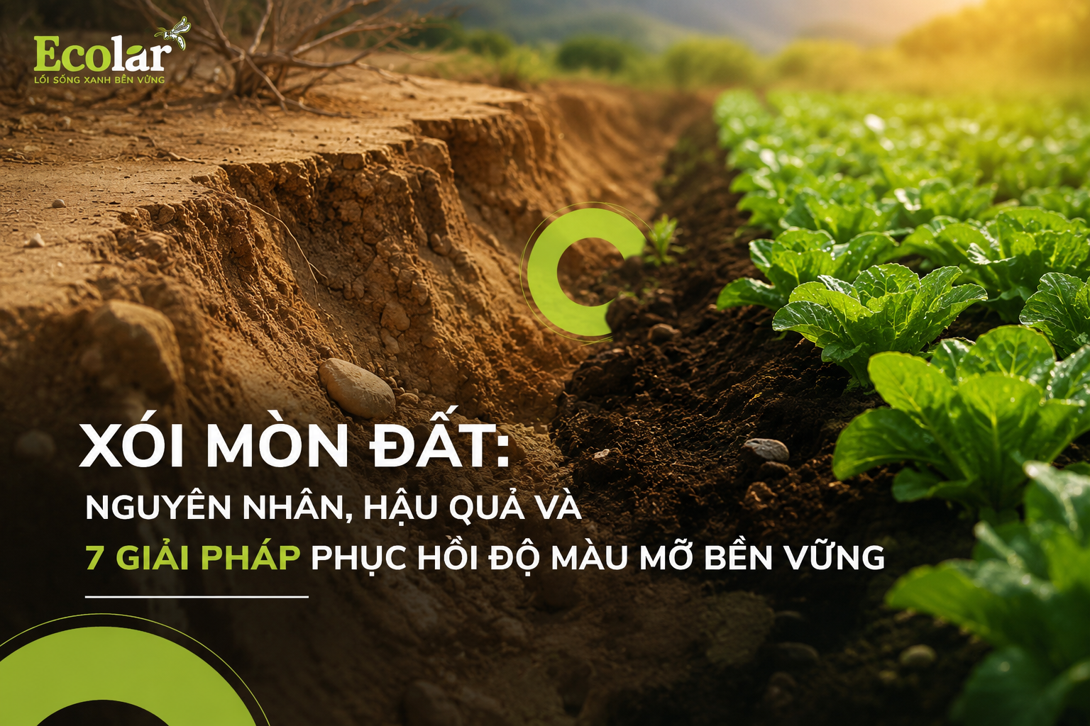 Xói Mòn Đất: Nguyên Nhân, Hậu Quả và 7 Giải Pháp Phục Hồi Độ Màu Mỡ Bền Vững