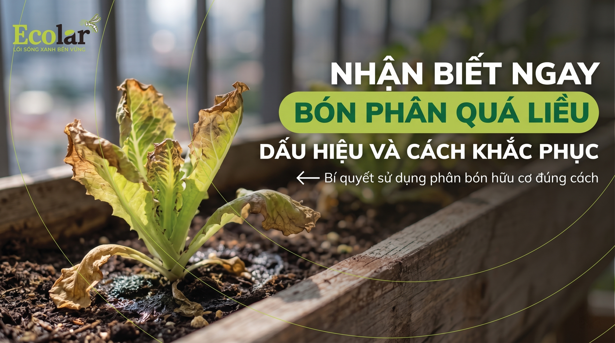 Dấu hiệu bón phân hữu cơ quá liều: Cách nhận biết, chẩn đoán nhanh và khắc phục kịp thời