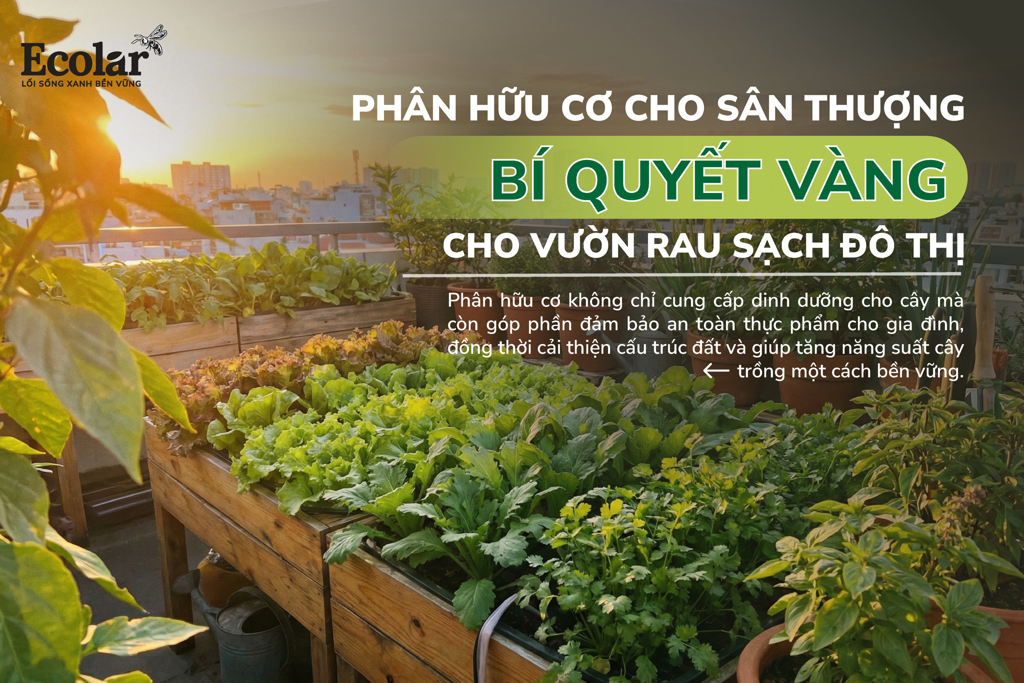 Phân hữu cơ cho sân thượng: Bí quyết vàng cho vườn rau sạch đô thị