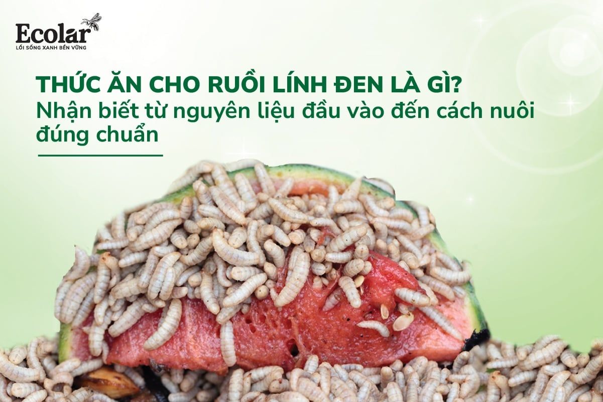 Thức Ăn Cho Ruồi Lính Đen - Nhận Biết Từ Nguyên Liệu Đầu Vào Đến Cách Nuôi Đúng Chuẩn