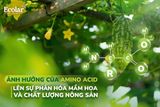 Ảnh Hưởng Của Amino Acid Lên Sự Phân Hóa Mầm Hoa Và Chất Lượng Nông Sản