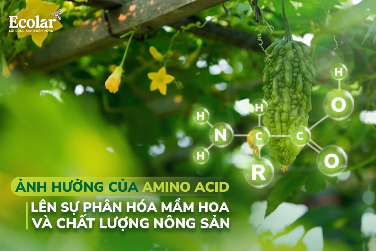Ảnh Hưởng Của Amino Acid Lên Sự Phân Hóa Mầm Hoa Và Chất Lượng Nông Sản