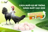 Cách Nuôi Gà Đẻ Trứng Năng Suất Cao 2026: Kinh Nghiệm Thực Tế Giúp Tăng Sản Lượng Gấp 2 Lần