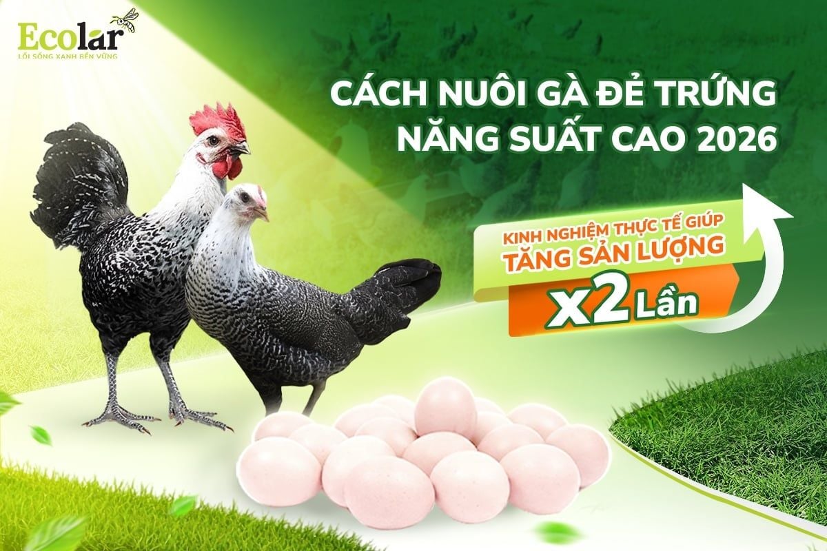 Cách Nuôi Gà Đẻ Trứng Năng Suất Cao 2026: Kinh Nghiệm Thực Tế Giúp Tăng Sản Lượng Gấp 2 Lần