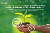 Tác Động Của Amino Acid Lên Quá Trình Hấp Thụ Và Vận Chuyển Dinh Dưỡng Khoáng Trong Cây