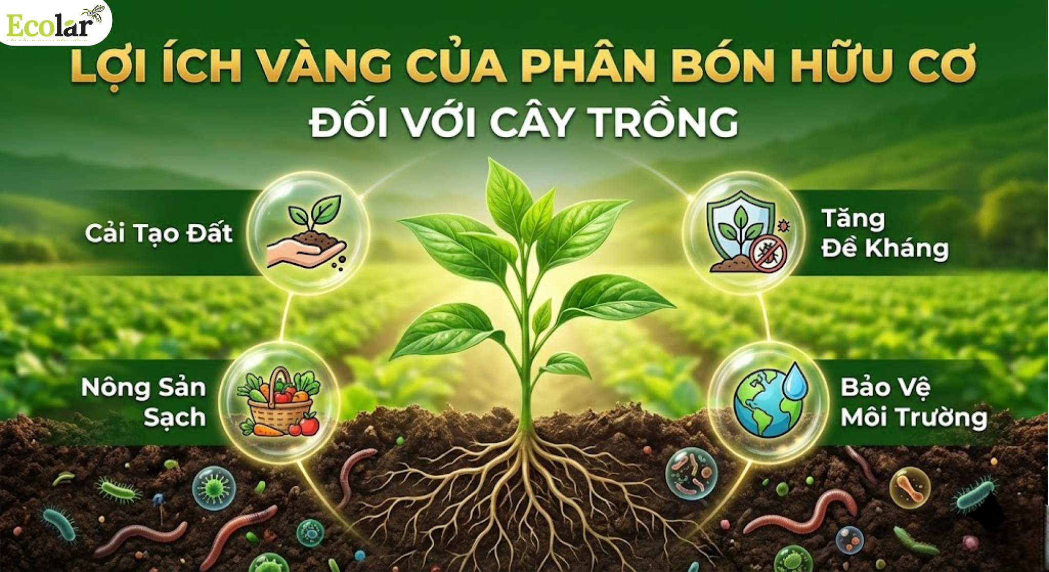 Lợi ích của phân bón hữu cơ đối với cây trồng: Những tác động trực tiếp giúp cây phát triển khỏe mạnh và bền vững