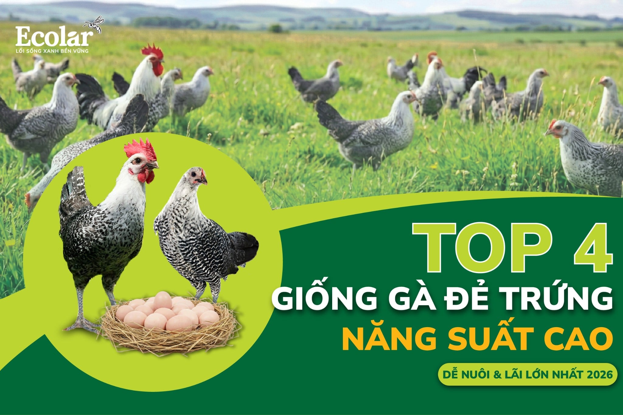 Top 4 Giống Gà Đẻ Trứng Năng Suất Cao, Dễ Nuôi & Lãi Lớn Nhất 2026